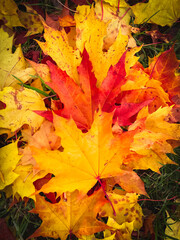 Naklejka na ściany i meble Lovely bright red and yellow maple leaves. Autumn natural background with fallen leaves.