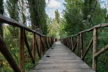 Wooden walkway in the middle of a forest 