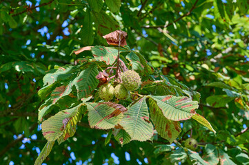 Chestnuts are still hanging in the tree with leaves that have the first autumn colors in the sun