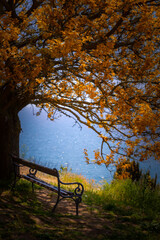 Ławka pod koroną drzewa z widokiem na morze. Krajobrazy  i przylądek w Bułgarii.