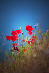 Obraz premium Kwiaty czerwonych maków polnych. Letnie kwitnące kwiaty. Czerwony mak polny na bezdrożach. Łąki kwietne z makami. Wiejskie rośliny.