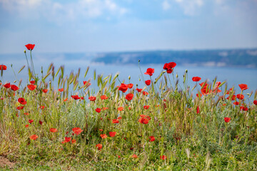 Kwiaty maków polnych nad morzem, krajobraz