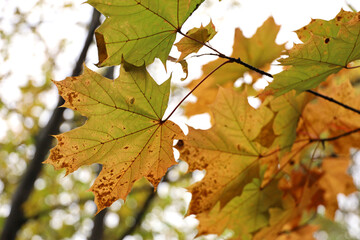 Yellow maple leaves on a tree, autumn weather in a park, natural fall background