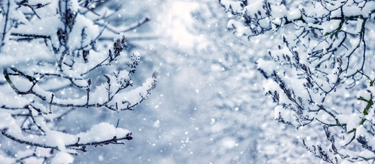 Winter background with snow covered tree branches in winter during snowfall