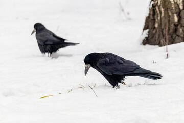 Obraz premium Black crows in the winter park on the snow
