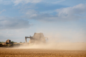 Fototapeta premium Farmer driving a harvester working in a wheat field at sunset
