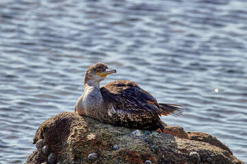 cormorant