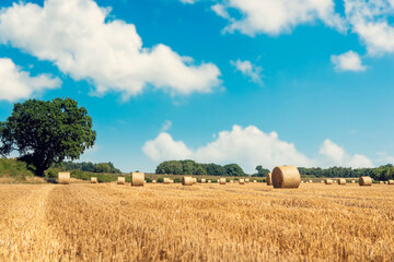 Fototapeta premium Hay bale and straw in the field. English Rural landscape. Wheat yellow golden harvest in summer. Countryside natural landscape. Grain crop, harvesting