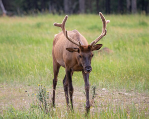 Bull Elk in Meadow