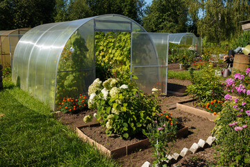 polycarbonate greenhouse in the garden. Greenhouse with an open door in the vegetable garden on a sunny day.