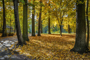 Obraz premium Road among yellow autumn trees in the forest.