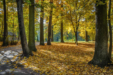 Road among yellow autumn trees in the forest.
