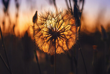 blooming dandelion in a warm summer garden against the backdrop of a beautiful sunset