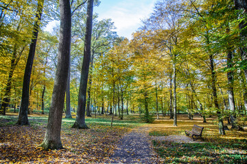 Bench on the road among yellow autumn trees in the forest.