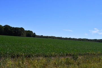 Soybean Field