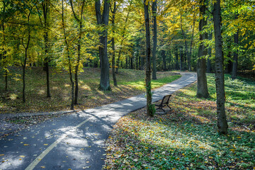 Bench on the road among yellow autumn trees in the forest.