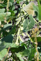 Soybean Plant