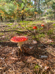 mushroom in the forest
