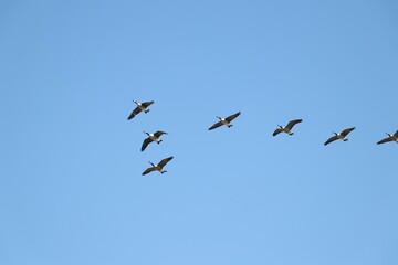 Seven birds flying in the blue sky