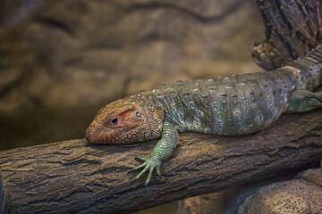 Northern caiman lizard (Dracaena guianensis) laying on a tree log