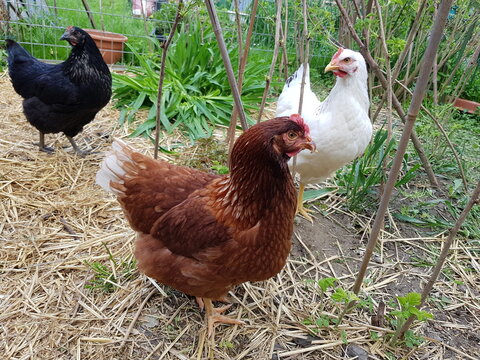 Drei Hühner im Garten