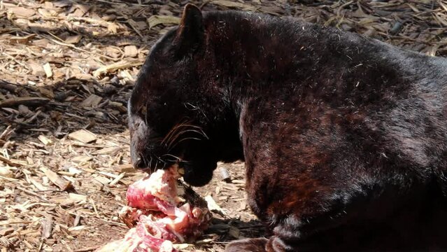 Black panther feeding on a piece of prey