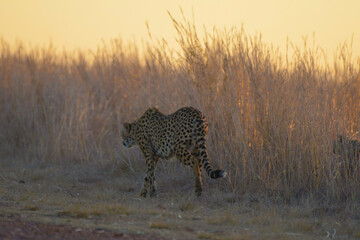 Cheetah family in wild at sunset in South Africa