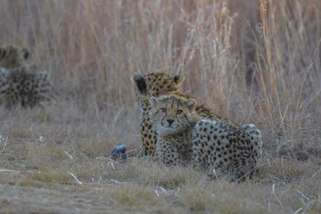 Cheetah family in wild at sunset in South Africa