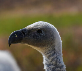 Vulture head shot closeup portrait in Drakensberg South Africa