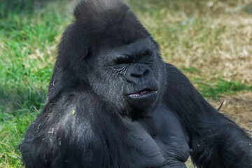 An isolated and lonely silverback gorilla