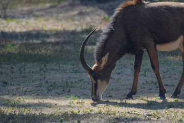 Giant sable antelope in South Africa © shams Faraz Amir