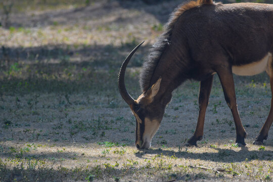 Giant sable antelope in South Africa