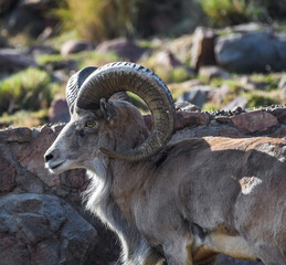 Bighorn sheep or mountain sheep Ram with big horns