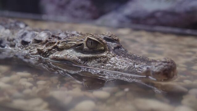 Caiman crocodile head in the water at the zoo, close-up.