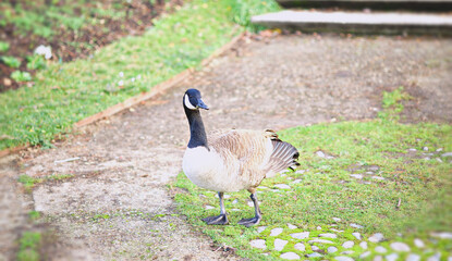goose on the grass
