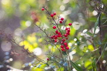 red and yellow flowers