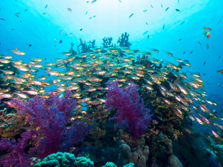 Fototapeta na wymiar Glassfish on colorful coral reef of the Red Sea, Egypt. Underwater photography and travel.