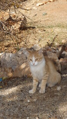 portrait of a little cat