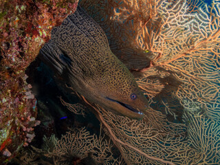 The giant moray (Gymnothorax javanicus) is a species of moray eel in the Red Sea, Egypt. ...