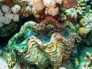 The maxima clam (Tridacna maxima), also known as the small giant clam, in the Red Sea, Egypt.  Underwater photography and travel.