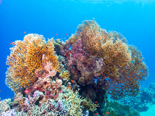 Fototapeta na wymiar The net fire coral (Millepora dichotoma) in the Red Sea, Egypt. Underwater photography and travel.