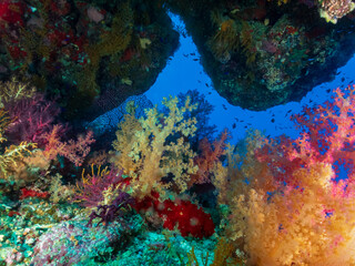 Colorful coral reef of the Red Sea, Egypt.  Underwater photography and travel.
