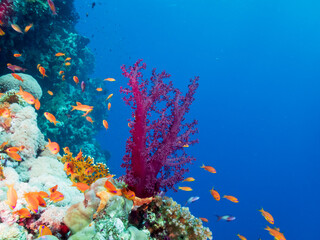 Colorful coral reef of the Red Sea, Egypt.  Underwater photography and travel.