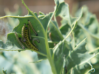 Caterpillars of cabbage butterfly larvae eat cabbage leaves. Pests in garden plots.