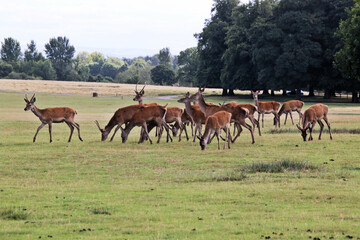 A close up of a Red Deer