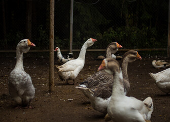 White and gray geese walking, farming
