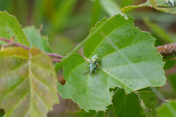 Pests weevils eat the leaves of the plant in summer