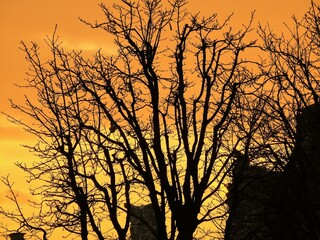 bench trunk fallen tree mantle leaves root cones branches wrinkled root path bright autumn forest. Leaves fall on ground. Autumn forest scenery with warm colors and footpath covered in leaves leading 