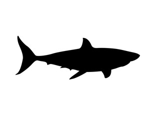 shark isolated on white