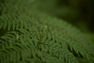 fern leaf close up
